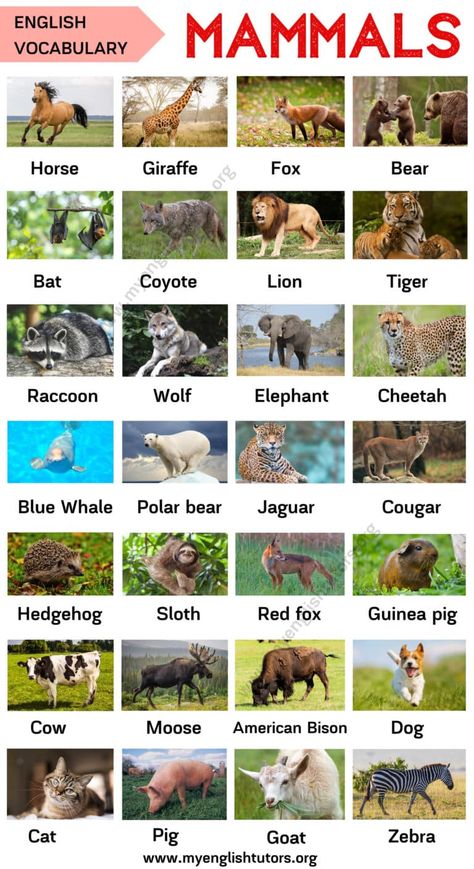 Mammals: List of Mammal Names in English with ESL Picture! - My English Tutors Names Of Animals, Animals List, Animals Name In English, Animal Infographic, Animal Names, English Worksheet, Sorting Games, List Of Animals, English Verbs