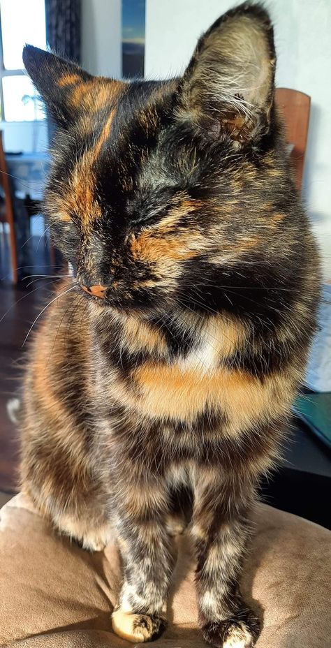 Gato Carey, Gatos Carey, Tortoiseshell Cat Personality, Torbie Cat, Tortie Kitten, Beautiful Cat Images, Tortie Cat, Tortie Cats, Tortoiseshell Cat