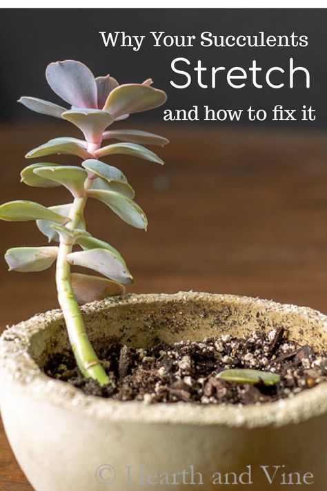 Learn what you can do to fix a stretched succulent plant and how to prevent it in the future. Unique Succulent Arrangements, Succulent Growing Too Tall, Growing Succulents Outdoors, Potting Plants Ideas, Succulent Ideas Indoor, Growing Succulents Indoors, Succulent Planting Ideas, Watering Succulents Indoors, Different Succulents Plants