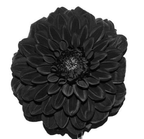 The Mysteries of the Black Dahlia Flower, Revealed | FloraQueen Dahlia Flower Meaning, Black Dahlia Flower, The Black Dahlia, Flower Meaning, Dark Garnet, Summer Bulbs, Black Dahlia, Flower Meanings, Language Of Flowers