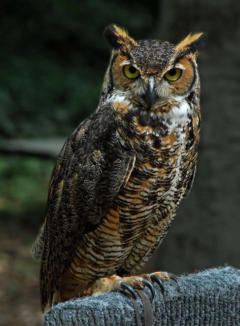 Horned Owl | Owl | MAGNISS | Flickr Tatoo Tree, Mebel Antik, Awesome Owls, Owl Photography, Owl Wallpaper, Owl Tattoo Design, Owl Photos, Owls Drawing, Owl Pictures