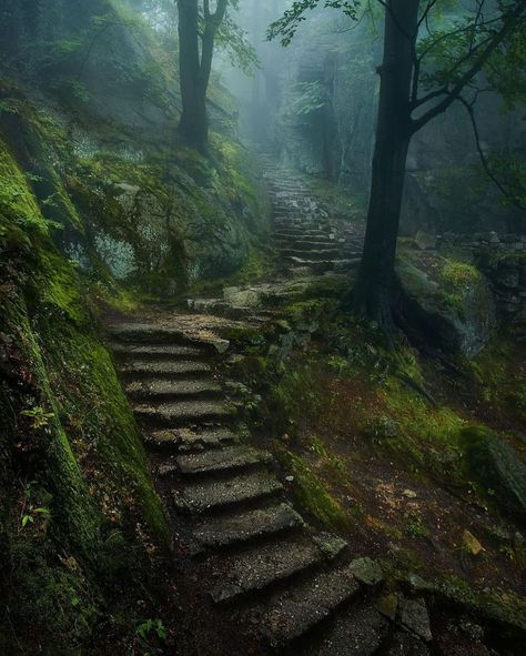Dark Forest Aesthetic, Forest Cottage, Forest Core, Dark Nature Aesthetic, Into The Forest, The Boogeyman, Mystical Forest, Forest Path, Misty Forest