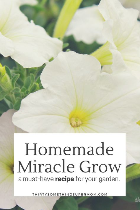 Homemade Miracle Grow for Your Garden - ThirtySomethingSuperMom Diy Plant Food, Homemade Miracle Grow, Miracle Grow Diy, Plant Food Diy, Growing Mushrooms Indoors, Homemade Plant Fertilizer, Homemade Plant Food, Diy Fertilizer, Flower Fertilizer