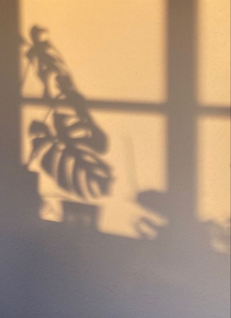 Nature, Monstera Leaf Aesthetic, Plant Shadow Aesthetic, Chill Photoshoot, Monstera Aesthetic, Monsters Aesthetic, Yoga Background, Leaf Shadow, Green Shadow