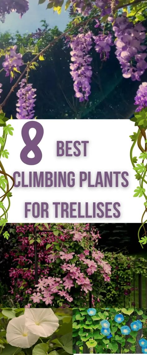 Top 8 Best Climbing Plants for Trellises Fast Climbing Plants, Climbing Plant Trellis Ideas, Fragrant Climbing Plants, Climbing Plants For Pergola, Flowering Climbing Plants, Climbing Plants On House, Climbing Roses Trellis On House, Shade Loving Climbing Plants, Vines That Grow In Shade Climbing