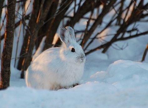 Suzanne Britton Nature Photography: Snowshoe Hare Animal Kingdom, Nature, Snowshoe Rabbit, Snowshoe Hare, Holland Lop, Bunny Pictures, Fluffy Animals, Snow Shoes, Life Is Strange