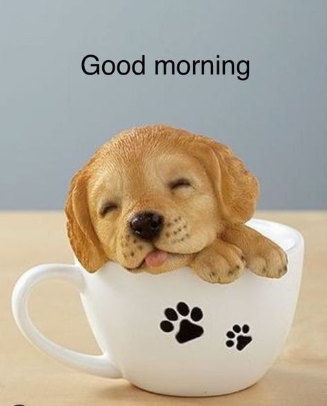 good morning images god Cute Good Morning Gif, Good Morning Animals, Good Morning Cat, Funny Good Morning Images, Images Emoji, Good Morning Hug, Good Morning Smiley, Good Morning Funny Pictures, Morning Cat