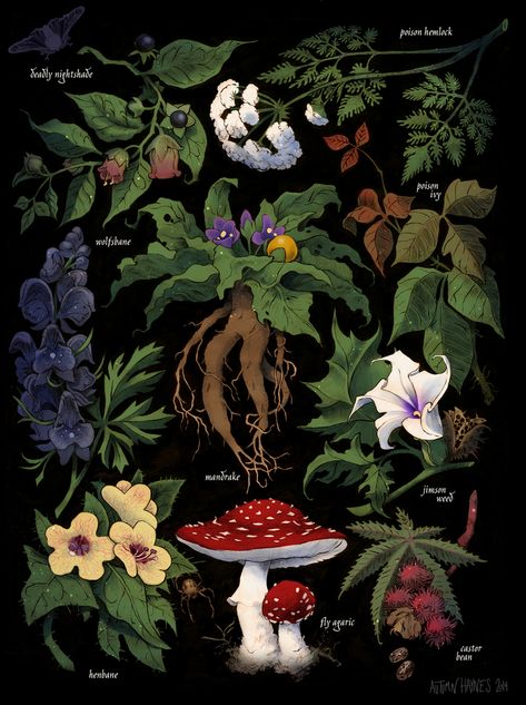 Poison Plants, Poison Garden, Illustration Botanique, Plant Art Print, Poisonous Plants, A Lone, Botanical Illustrations, Plant Drawing, Botanical Drawings