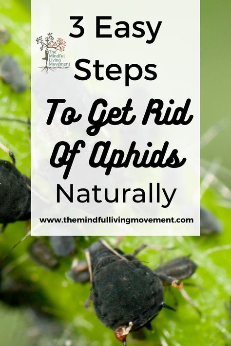 This easy 3 step method to get rid of aphids is natural and easy to use. My free aphid spray is homemade and chemical free for serious infestations or getting rid of aphids on your houseplants. How To Get Rid Of Aphids On Plants, Aphid Spray Homemade, Getting Rid Of Aphids, Aphids On Plants, Aphid Spray, Getting Rid Of Slugs, Get Rid Of Aphids, Slugs In Garden, How To Get Rid Of Gnats