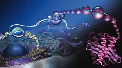 From DNA, to RNA, to Protein: the central dogma of molecular biology Central Dogma, Wallpapers Laptop, Eukaryotic Cell, Biology Classroom, Human Genome, Archaeology News, Cell Biology, Science Units, Cell Membrane