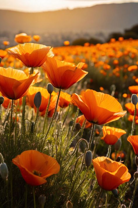 Orange Perennial Flowers Garden Party Diy, Tropical Landscaping Ideas, Yard Garden Ideas, Flowers To Grow, Party Diy Decorations, Orange California, Painting Landscapes, California Poppies, Perennial Flowers