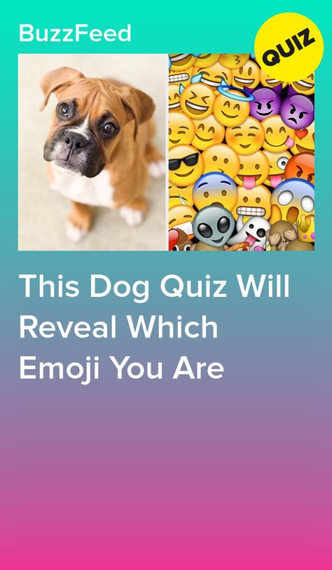 This Dog Quiz Will Reveal Which Emoji You Are What Squishmallow Are You Quiz, Bluey Quizzes, What Animal Am I Quiz, Dog Quizzes, Which Dog Are You, Dog Quiz, Quizzes For Kids, Types Of Puppies, Best Buzzfeed Quizzes