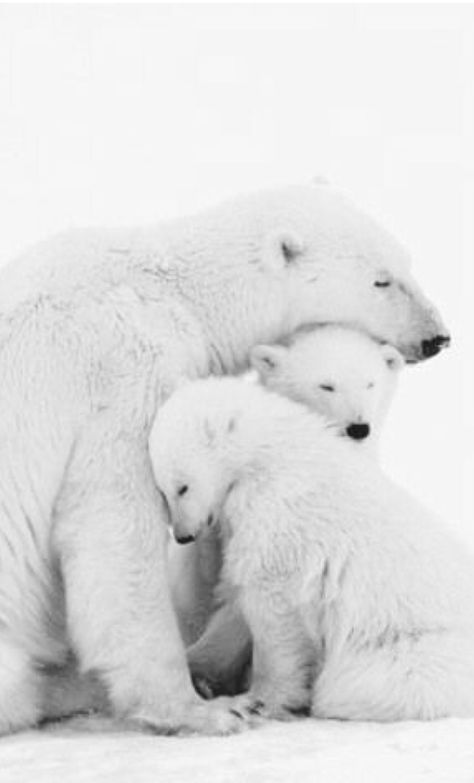 Me and my kids Polar Bear Wallpaper, Polar Bear Images, Polar Bear Family, North American Animals, Sloth Bear, Penguins And Polar Bears, Baby Otters, Bear Family, Bear Carving