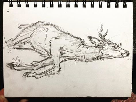 I wish I could say I saw this roadkill and stopped my car in the middle of a trip to draw it, but that would be a lie. I Googled “deer… Roadkill Animals Art, Deer Front View Drawing, Deer Anotamy, Creepy Deer Drawing, Deer Bones Drawing, Bear Side Profile Drawing, Coyote Drawing Reference, Morbid Drawing Ideas, Drawing Deer Sketches