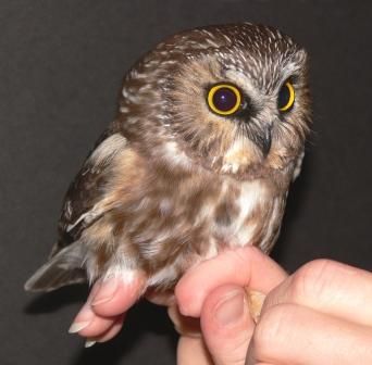 People are buying mini OWLS as PETS! It is actually something people are doing a lot right now. FOR REAL! I have to hand it to them, they are sooo cute. But, really breeding owls to be so tiny; just so you can own one. I think it is crazy but, look at that cute little face... idk. Baby Owls, Ohio Birds, Saw Whet Owl, Small Owl, Owl Photos, Owl Pictures, Beautiful Owl, Cute Owl, Beautiful Creatures