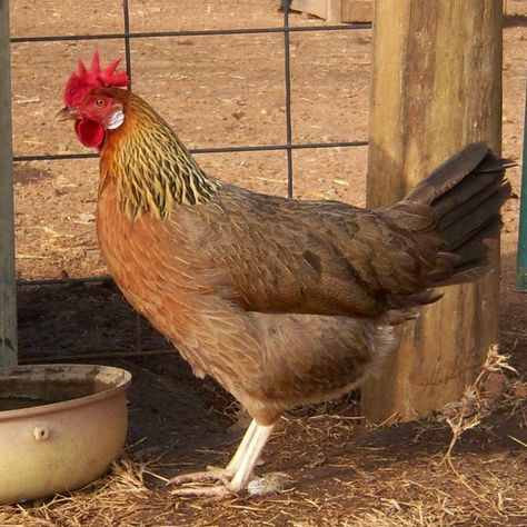 Single Comb Brown Leghorns Chicken Breeding, Leghorn Chickens, Poultry Equipment, Best Egg Laying Chickens, Animal Aesthetic, Bantam Chickens, Biggest Chicken, Day Old Chicks, Egg Laying Chickens