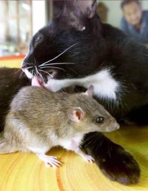 19 Cat And Mouse Friends Examples That Will Make You Believe In Love Again Unlikely Animal Friends, Unusual Animal Friendships, Unlikely Friends, Odd Couples, Cat And Mouse, Silly Cat, Animals Friendship, Cat Mouse, Unusual Animals