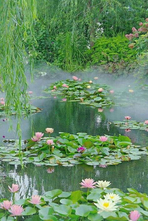 Part of Everything Monet Garden Giverny, Water Lilies Painting, Building Raised Garden Beds, Water Lily Pond, Building A Raised Garden, Sloped Garden, Water Pond, Favorite Flower, Lily Pond