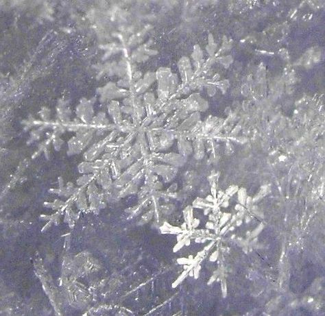 Did you know that a self-educated #Vermont farmer, in a small rural town (named Jericho) very similar to our Carol Falls, discovered that no two snowflakes are alike? Wilson A. Bentley (1865-1931) became the first person to photograph a single snow crystal, more commonly called snowflakes, in 1885. A FROST FAMILY #CHRISTMAS adopted a #snowflake as the unofficial emblem for our #holiday #book series. Snowflake Astethic, Silver Winter Aesthetic, Winter Blues Aesthetic, Snow Flake Aesthetic, Snow Flakes Aesthetic, Frosted Aesthetic, Ice Princess Aesthetic, Wintercore Aesthetic, Snow Princess Aesthetic