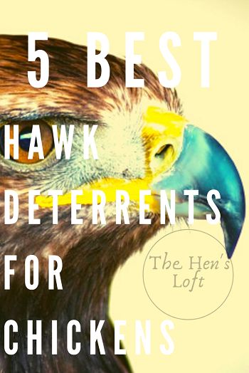 5 Best Hawk Deterrents for Chickens. Need to protect your chickens from predators? Hawks are a reality many of us face. Here's what you need to provide shelter and protections from all predators including hawks. #chickens #backyardchickens #raisingchickens #thehensloft Keeping Chickens Safe From Predators, Hawk Proof Chicken Run, Hawk Deterrent Backyard Chickens, Chicken Shelter Ideas, Pasture Shelter, Fruit Trees In Containers, Chicken Facts, Farm Diy, Backyard Animals