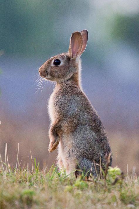 Rabbit Wild Bunny, Regard Animal, Lapin Art, Rabbit Pictures, Rabbit Photos, Photo Animaliere, Rabbit Painting, Animale Rare, Arte Animal