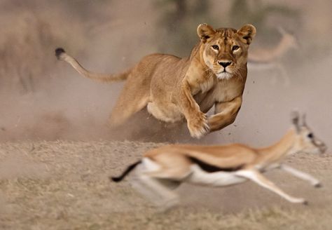 Third place in Wildlife: "Lioness Hunt" by Pierluigi Rizzato Lion Hunting, Elephant Shrew, Animal Hunting, Photo Animaliere, Lion Drawing, Lion Photography, Festival Photo, Wildlife Pictures, Animal Print Wallpaper