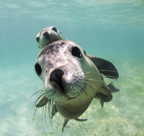 A Seal, Water Animals, Sea Lion, Marine Animals, Ocean Creatures, Ocean Animals, In The Ocean, Cute Creatures, Animal Planet