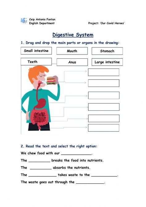 Digestive System Preschool, Human Body Worksheets For Grade 3, Science Worksheets For 3rd Grade, Science Worksheets Grade 2, Digestive System For Kids Project, Evs Worksheets For Grade 2, Science Worksheets For Grade 2, Grade 2 Science Worksheets, Digestive System Activities