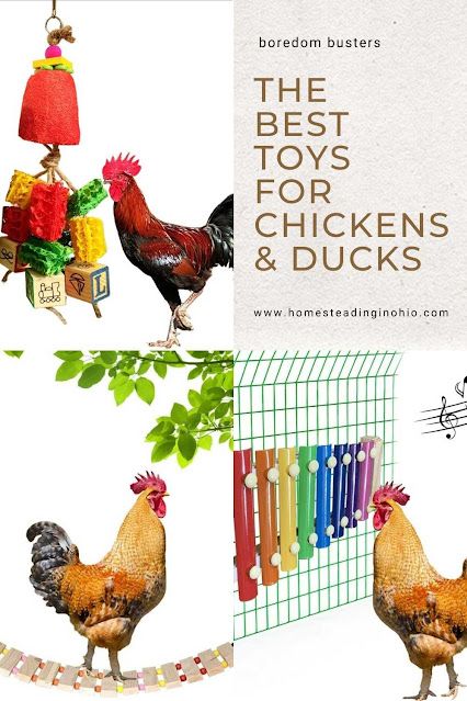 Toys For Chicken Coop, Chicken Run Roost Ideas, Chicken Coop Toys Diy, Chicken Toys Diy Ideas, Chicken Toy Ideas, Bored Chickens Ideas, Diy Chicken Coop Toys, Toys For Chickens Diy, Chicken Coop Perch Ideas