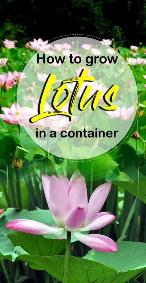 Container Flowers, Bowl Lotus, Container Water Gardens, Lotus Garden, Lotus Plant, Water Gardens, Beautiful Flowers Garden, Garden Signs, Growing Flowers