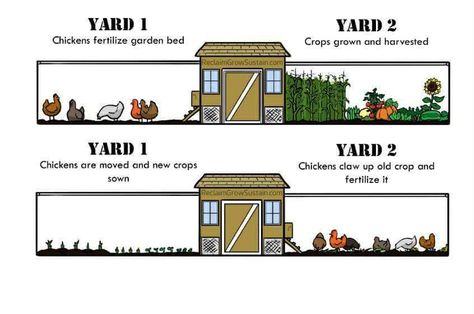 Chicken run ideas around the garden Garden Fence Cheap, Cool Chicken Coop, Modern Chicken Coop, Cheap Chicken Coops, Urban Chicken Farming, Chicken Coop Garden, Morton Building, Portable Chicken Coop, Backyard Chicken Farming