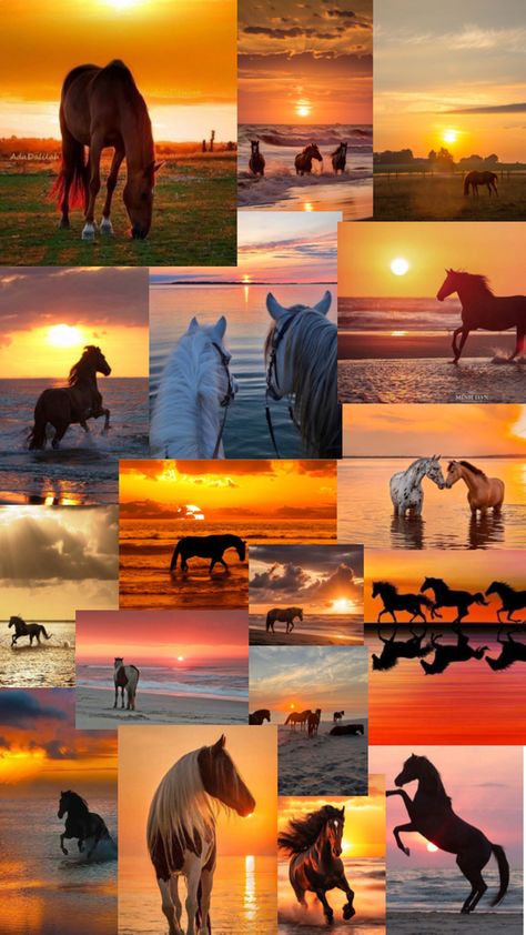 Horses, Sunset Beautiful, Orange Sunset, Day By Day, Horse Love, Take Pictures, Beautiful Creatures, My Family