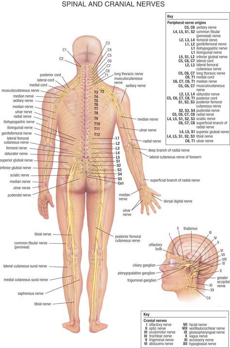 Spinal_and_Cranial_Nerves Transverse Myelitis, Nerve Anatomy, Sistem Saraf, Body Diagram, Spinal Nerve, Cranial Nerves, Human Body Anatomy, Spine Health, Muscular System