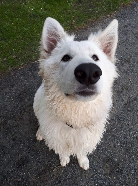 White Gsd, German Shepherd Care, Swiss Shepherd, German Shepherd Pictures, White Swiss Shepherd, White German Shepherd, White Shepherd, Cute Wild Animals, Cute Animal Photos