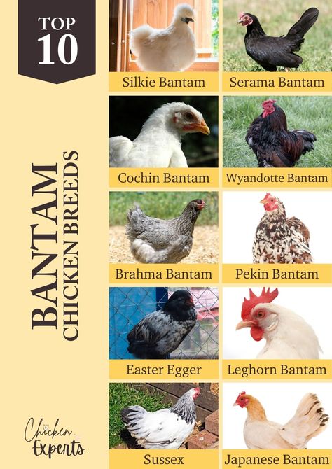 Expert Guide 📙 On How To Keep Chickens + 5 Questions To Ask Yourself F - chickenexperts Giant Chicken Breeds, Rare Chicken Breeds, How To Keep Chickens, Bantam Breeds, Australorp Chicken, Sussex Chicken, Cochin Chickens, Rhode Island Red Chickens, Silkie Bantam