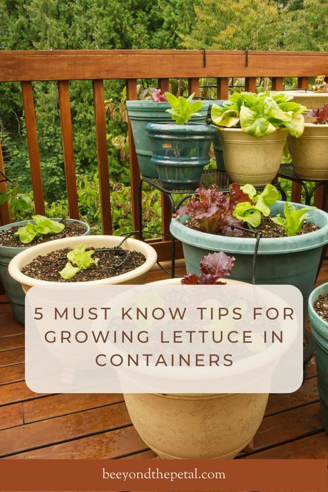 Potted Lettuce Plants, Planting Lettuce In Pots, How To Plant Lettuce In Pots, Lettuce Raised Bed, Growing Lettuce In Pots, Growing Lettuce In Containers From Seed, What To Plant With Lettuce, Lettuce Growing Container, Grow Lettuce In Container