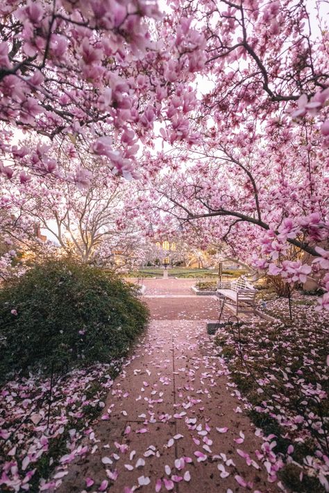 Magnolia Tree Aesthetic, Beautiful Gardens Flowers, Magnolia Aesthetic, Magnolia Tree Landscaping, Magnolia Plant, Jane Magnolia Tree, Trees With Flowers, Japanese Magnolia Tree, Saucer Magnolia Tree