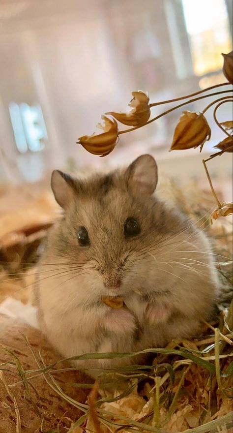 Vogue, Pets Aesthetic, Hamster Cute, Aesthetic Vogue, Flax Seed, My Baby