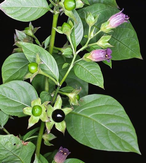 Atropa 1000 images about Atropa belladonna on Pinterest Belladonna Flower, Nightshade Flower, Nightshade Plant, Deadly Plants, Poison Garden, Deadly Nightshade, Witch Herbs, Witch Garden, Poisonous Plants