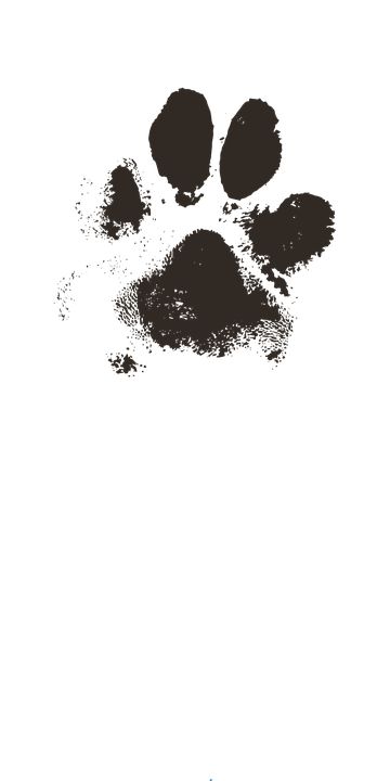 Cat Paw Print Art, Scroll Clipart, Paw Print Drawing, Dog Paw Art, Dog Paw Drawing, Paw Print Image, Cat Paw Tattoos, Paw Wallpaper, Paw Print Art