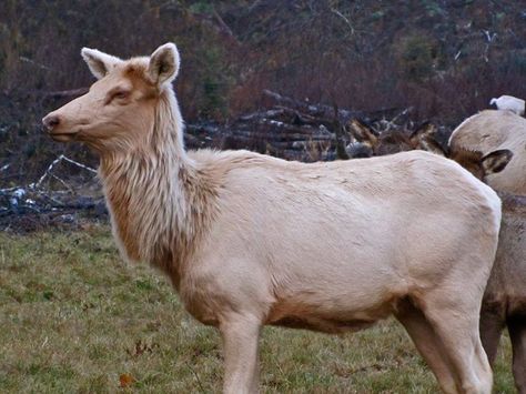 Amelanistic elk cow from Jewell, OR Nature, Wildlife Photography, Mother Nature, Deer, Elk, Cow Elk, Oh Deer, Beautiful Animals, Weird Animals