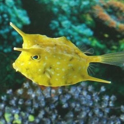 Saltwater Tank, Cow Fish, Different Fish, Salt Water Fishing, Salt Water Fish, Fish For Sale, Marine Fish, Deep Sea Fishing, Saltwater Aquarium