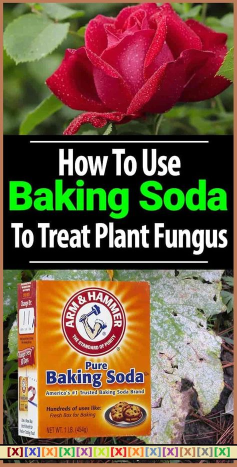 Baking Soda Is A Gardener’s Best Friend – Here Are 14 Nifty Uses In The Garden'''' Growing Tomatoes Indoors, Garden Remedies, نباتات منزلية, Spring Months, Plant Fungus, Garden Pest Control, Organic Vegetable Garden, Powdery Mildew, Baking Soda Uses