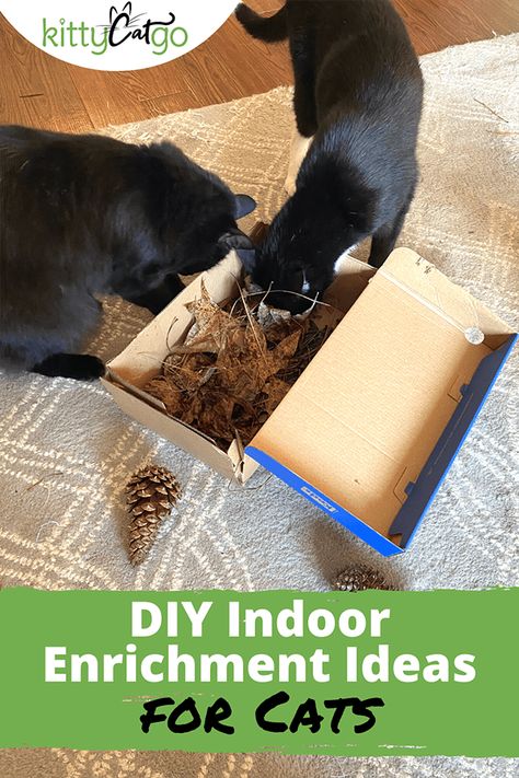 Cat Diy Scratcher, Diy Cat Stimulation, Diy Cat Activity Center, Kitty Toys Diy, Indoor Cats Ideas, Cat Sensory Activities, Diy Enrichment For Cats, Diy Cat Entertainment, Diy Cat Activities