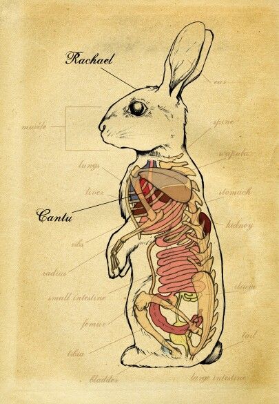 Vintage Rabbit Anatomy Illustration. Zoology, Medical Illustrations, Bunny Anatomy, Rabbit Anatomy, Petit Tattoo, Rabbit Art, Bunny Art, Medical Illustration, Scientific Illustration