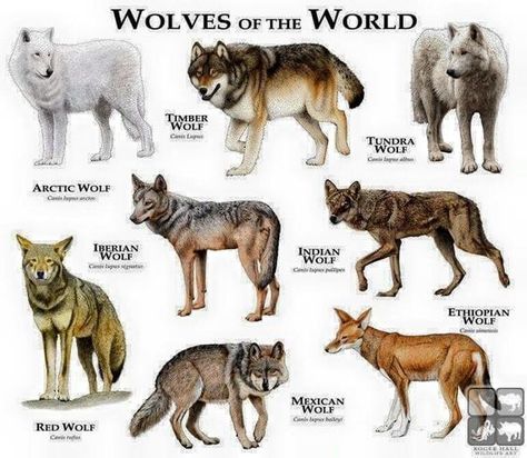 Wolves of the world . One thing, though. Ethiopian wolves are canids, but not actual members of the wolf species. All true wolves (including domestic dogs) are listed under CANIS LUPUS, while the Ethiopian wolf is listed under CANIS SIMENSIS. Types Of Wolves, Ethiopian Wolf, Mexican Wolf, Ras Anjing, Indian Wolf, Creaturi Mitice, Red Wolves, Maluchy Montessori, Haiwan Comel