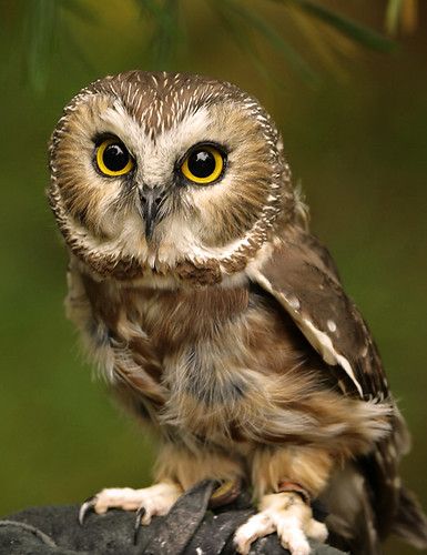 Saw Whet Owl, Awesome Owls, Owl Photography, Owl Eyes, Owl Photos, Owls Drawing, Owl Pictures, Beautiful Owl, Owl Bird