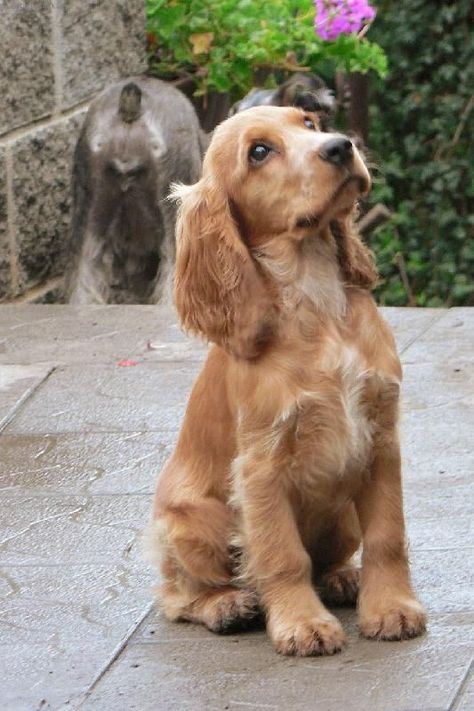 Perro Cocker Spaniel, Golden Cocker Spaniel, Spaniel Breeds, Psy I Szczenięta, Dogs Trust, Cocker Spaniel Puppies, Cocker Spaniel Dog, English Cocker, Spaniel Puppies