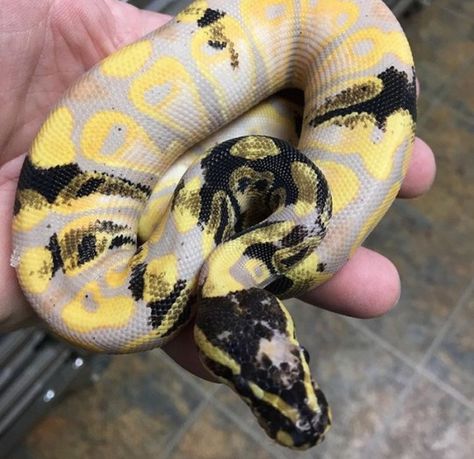 Ball Pythons Funny Animal Pics, Paradox Ball Python, Snake Ball Python, Snakes Pet, Ball Python Pet, Banana Ball Python, Pet Aesthetic, Danger Noodles, Snake Photos