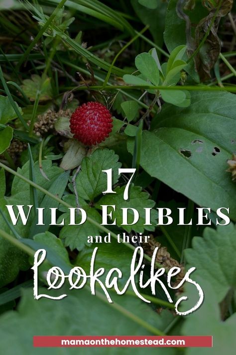 Edible Ferns, Mock Strawberry, Bitter Lettuce, Water Hemlock, Medicinal Wild Plants, Christmas Fern, Witchy Garden, Wild Lettuce, Wild Foraging